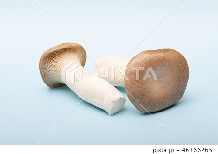 エリンギ エリンギ 46366265