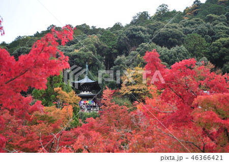 永観堂2018年② 永観堂2018年② 46366421