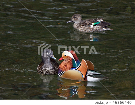 オシドリのカップル オシドリのカップル 46366440