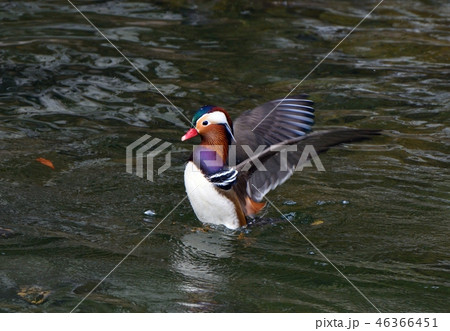 羽ばたくオシドリ 46366451