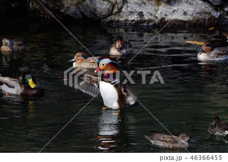 羽ばたくオシドリ 羽ばたくオシドリ 46366455