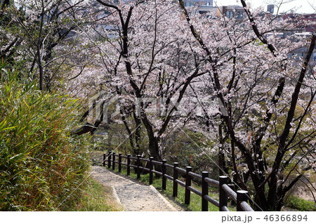 山田富士公園の桜 46366894