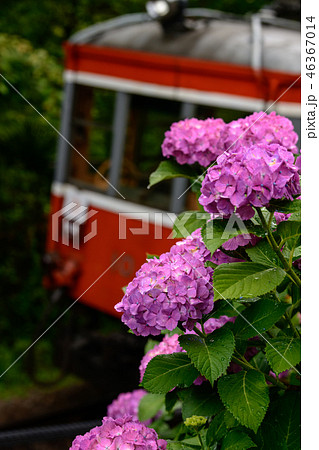 箱根登山鉄道と紫陽花(雨) 46367014