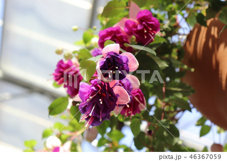 フクシアの花 46367059