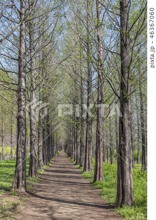 韓国 木道 並木道 46367060