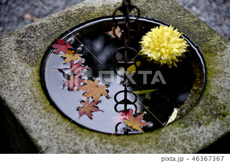秋の法然院 手水鉢 秋の法然院 手水鉢 46367367