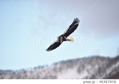 知床の山を背景に飛ぶオオワシ(北海道・羅臼) 知床の山を背景に飛ぶオオワシ(北海道・羅臼) 46367858