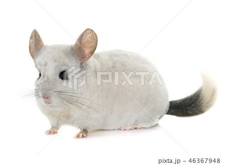 chinchilla in hands chinchilla in hands 46367948