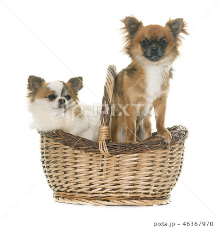 chihuahuas in studio chihuahuas in studio 46367970