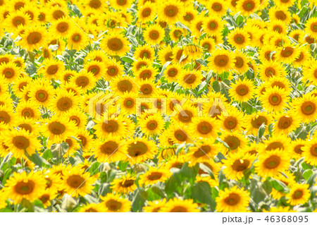 ひまわり畑 46368095