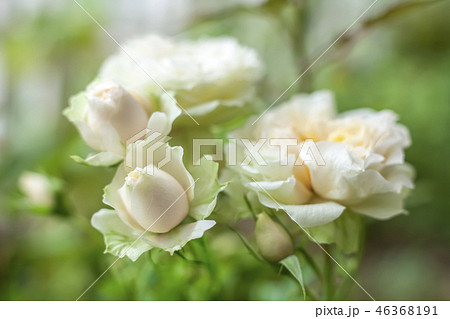 花 フォーカス 植物 46368191