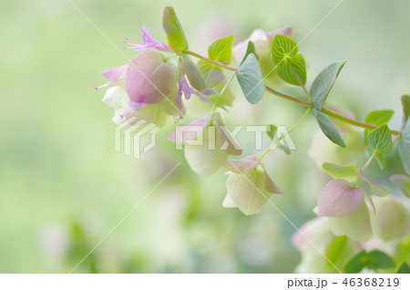 オレガノケントビューティの花 46368219