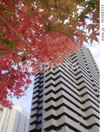 都会の紅葉（六本木一丁目、東京） 46368334