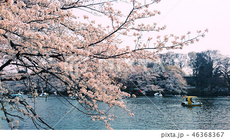 さくら 46368367