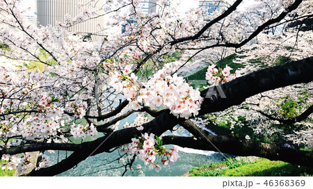さくら 46368369