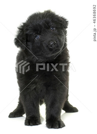 ancient type german shepherd ancient type german shepherd 46368692