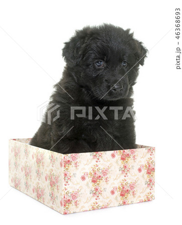 ancient type german shepherd 46368693