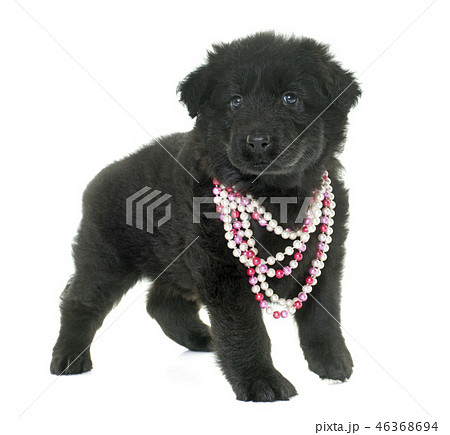 ancient type german shepherd ancient type german shepherd 46368694