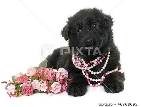 ancient type german shepherd 46368695