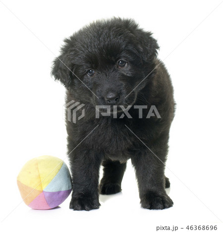 ancient type german shepherd 46368696