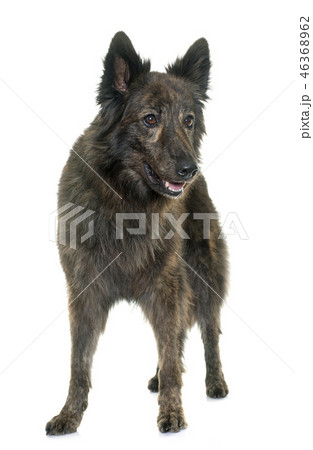 Dutch Long haired shepherd Dutch Long haired shepherd 46368962