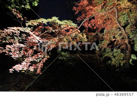 六義園の紅葉 46369557