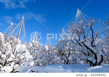 雪吊りの効果 雪吊りの効果 46369592