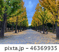 銀杏並木 46369935