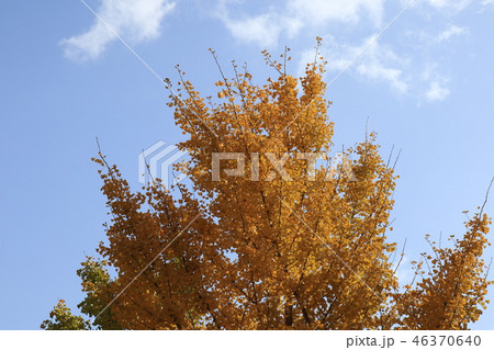 山田池公園の紅葉（イチョウ：銀杏）大阪府枚方市 46370640