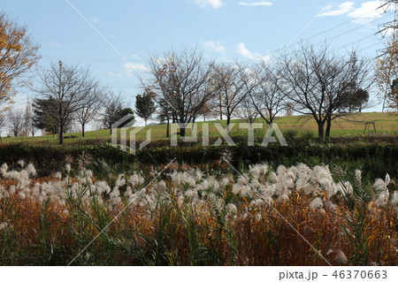 山田池公園の紅葉（ススキ&風景）大阪府枚方市 46370663