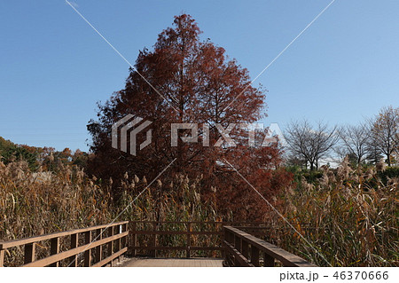 山田池公園の紅葉（メタセコイヤ&風景）大阪府枚方市 46370666