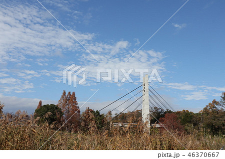 山田池公園の紅葉（ススキ&青空）大阪府枚方市 46370667