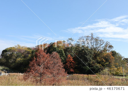 山田池公園の紅葉（メタセコイヤ＆青空）大阪府枚方市 46370671