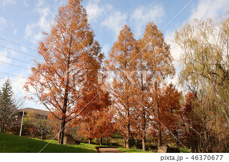 山田池公園の紅葉（メタセコイヤ＆青空）大阪府枚方市 46370677