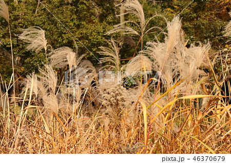 山田池公園の紅葉（ススキ）大阪府枚方市 46370679