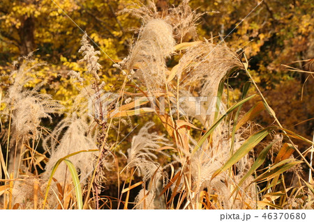 山田池公園の紅葉（ススキ）大阪府枚方市 46370680