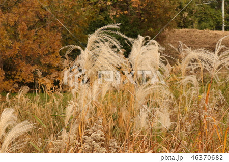 山田池公園の紅葉(ススキ)大阪府枚方市 山田池公園の紅葉(ススキ)大阪府枚方市 46370682