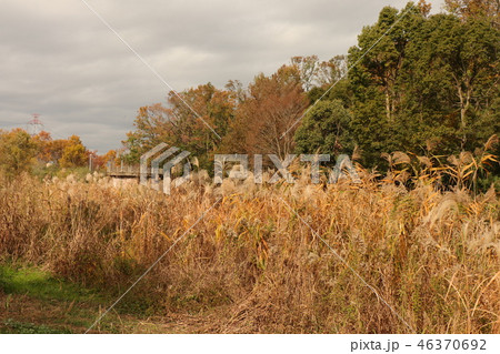 山田池公園の紅葉（ススキ）大阪府枚方市 46370692