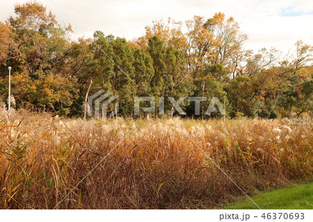 山田池公園の紅葉(ススキ)大阪府枚方市 山田池公園の紅葉(ススキ)大阪府枚方市 46370693
