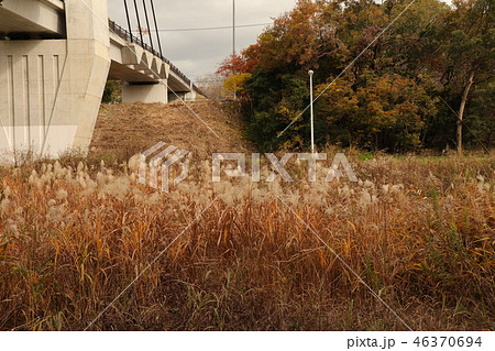 山田池公園の紅葉(ススキ)大阪府枚方市 山田池公園の紅葉(ススキ)大阪府枚方市 46370694