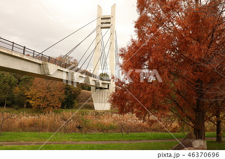 山田池公園の紅葉（メタセコイヤ＆ススキ）大阪府枚方市 46370696