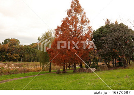 山田池公園の紅葉(メタセコイヤ&ススキ)大阪府枚方市 山田池公園の紅葉(メタセコイヤ&ススキ)大阪府枚方市 46370697