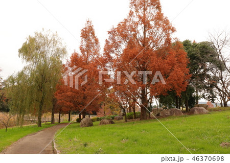山田池公園の紅葉（メタセコイヤ＆ヤナギ）大阪府枚方市 46370698