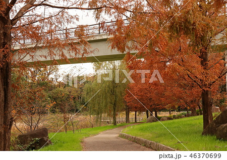 山田池公園の紅葉（メタセコイヤ＆ヤナギ）大阪府枚方市 46370699
