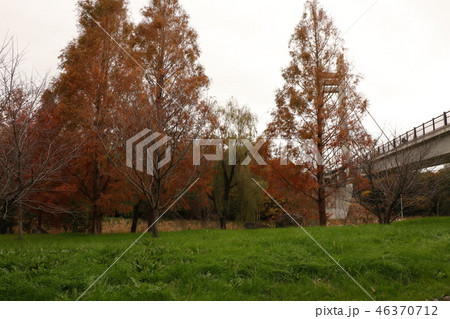 山田池公園の紅葉(メタセコイヤ)大阪府枚方市 山田池公園の紅葉(メタセコイヤ)大阪府枚方市 46370712