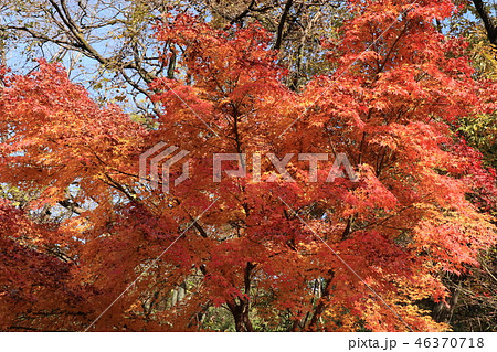 山田池公園の紅葉（もみじ）大阪府枚方市 46370718