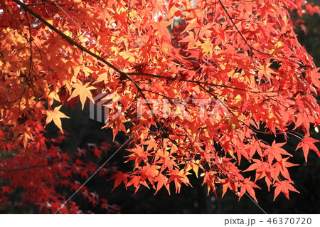 山田池公園の紅葉(もみじ)大阪府枚方市 山田池公園の紅葉(もみじ)大阪府枚方市 46370720