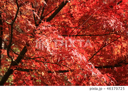 山田池公園の紅葉(もみじ)大阪府枚方市 山田池公園の紅葉(もみじ)大阪府枚方市 46370725