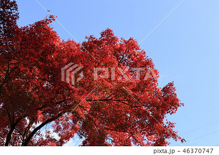 山田池公園の紅葉（もみじ）大阪府枚方市 46370747