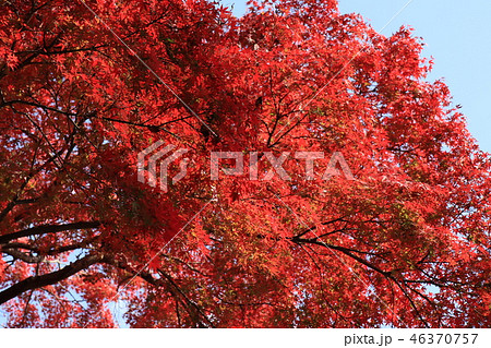 山田池公園の紅葉（もみじ）大阪府枚方市 46370757